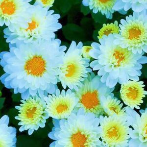 Meet your Posher, Miranda